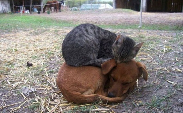 Котовторник на середину июня
