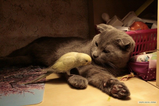 Котовторник 06.12.2011