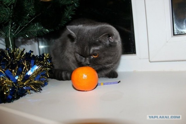 Котовторник 20.12.2011