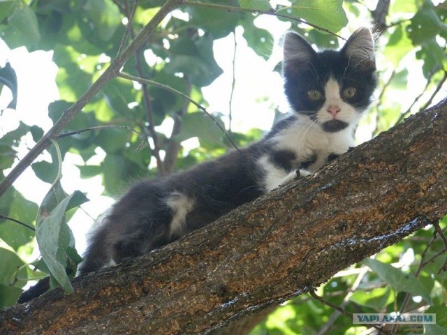 Котовторник 17 января