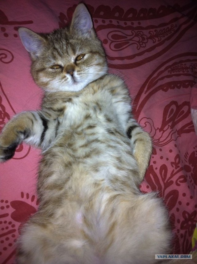 Котовторник (28.02.2012)