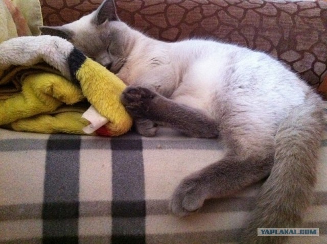 Котовторник 27.03.2012