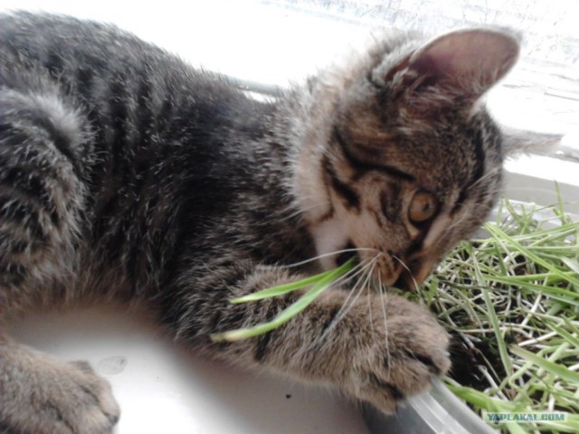 Котовторник (15.05.2012)