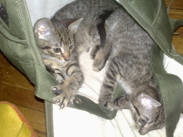 Котовторник 29.05.2012