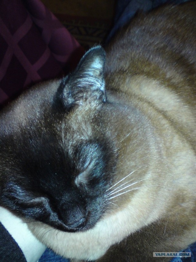 Котовторник  19.06.2012