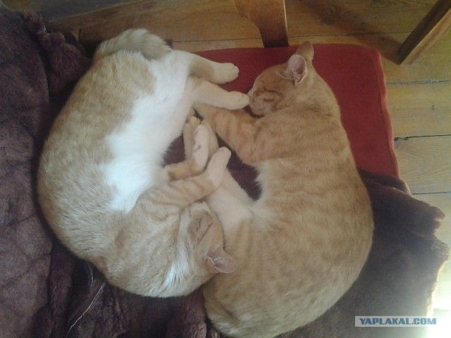 Котонянька и котовторник
