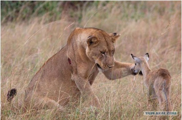Львица «усыновила» детеныша антилопы…