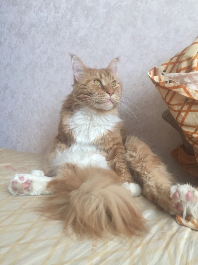 Трехцветное счастье