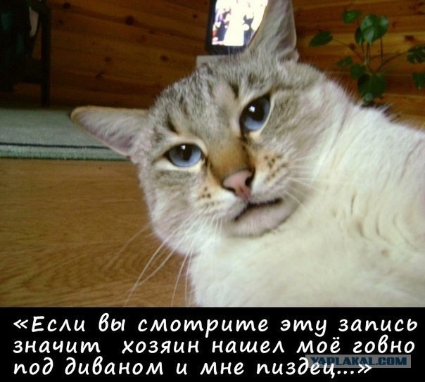 Последнее обращение кота к народу