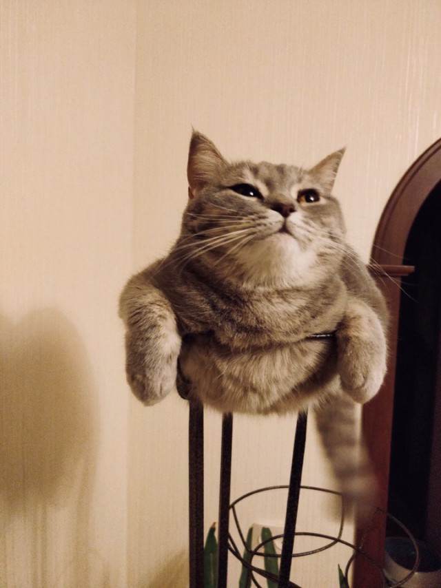 Прикольных котов пост
