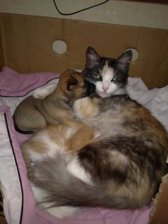 Котовторник 29.01.2013