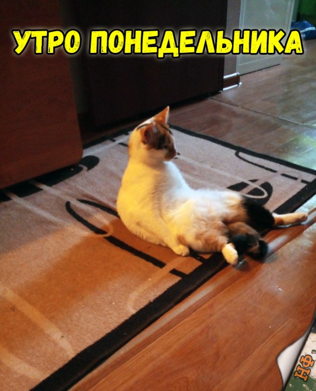 Прикольные картинки абавсём