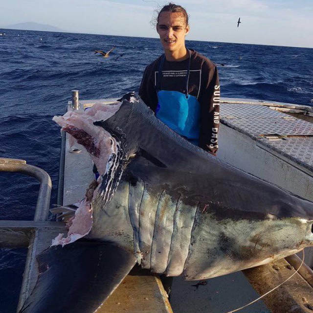 У берегов Австралии выловили вот такую 100-килограммовую голову мертвой акулы. Это КТО же ее откусил?!