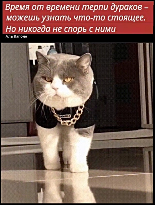 Картинки с надписями, истории и анекдоты 28.12.19