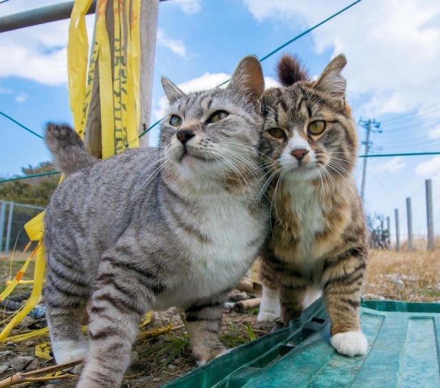 Живность из сети