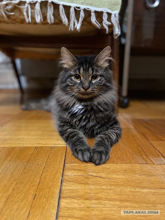 Котовторник