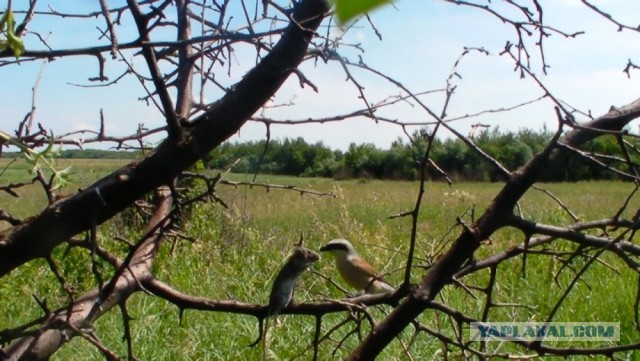 Жулан-сорокопут - миленькая птичка по прозвищу палач