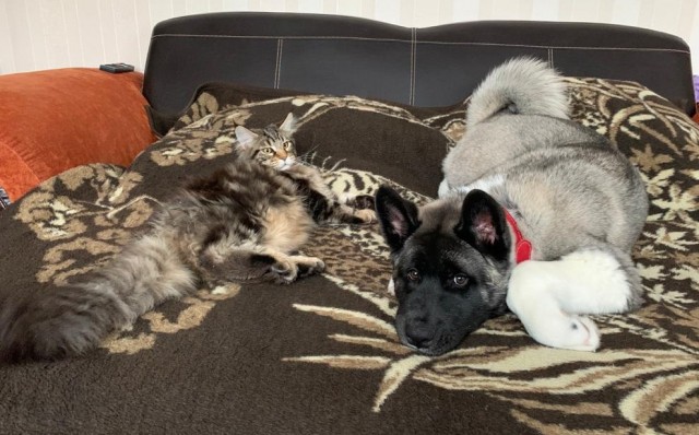 Котовторнику быть!