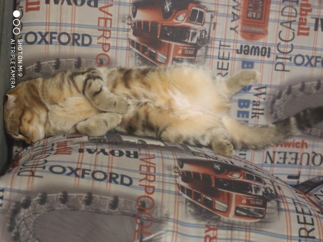 Котовторник!