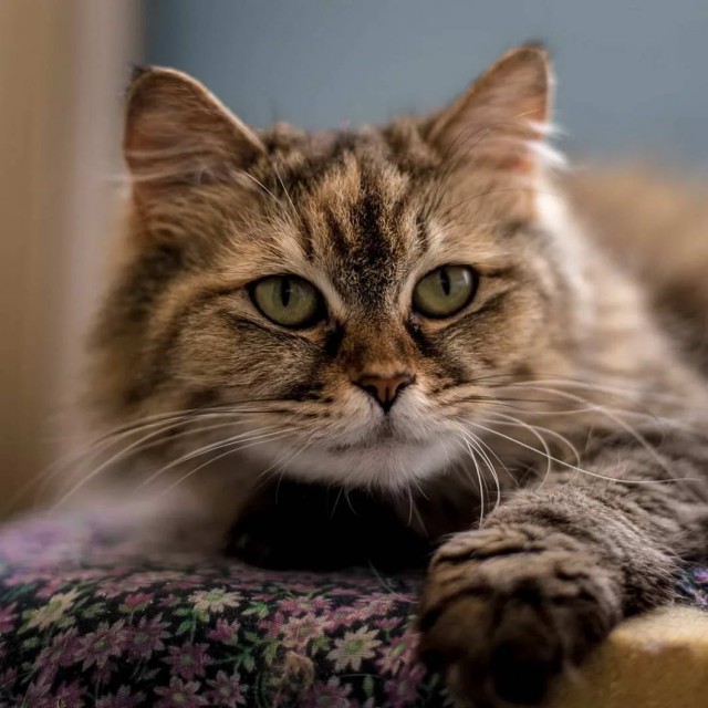 Которник
