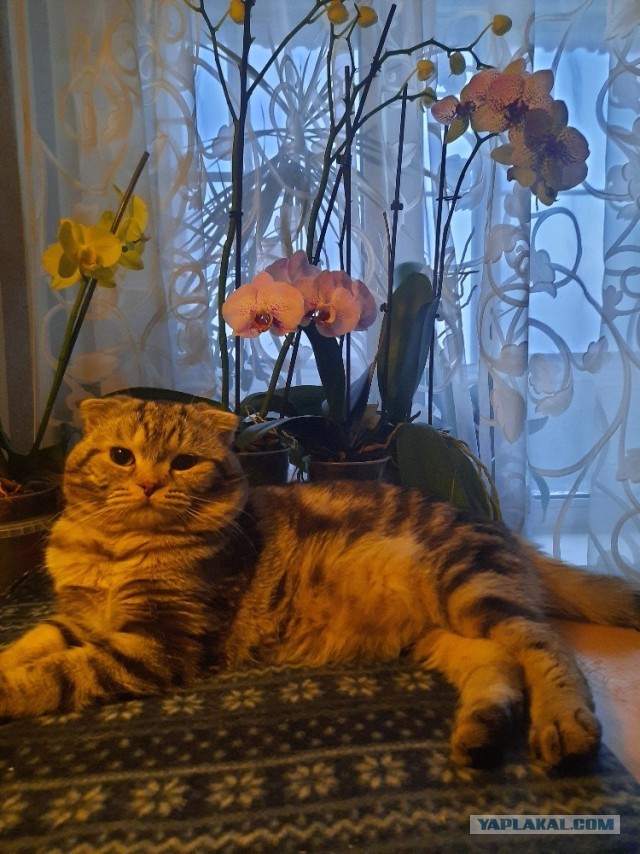 Котовторник же очередной