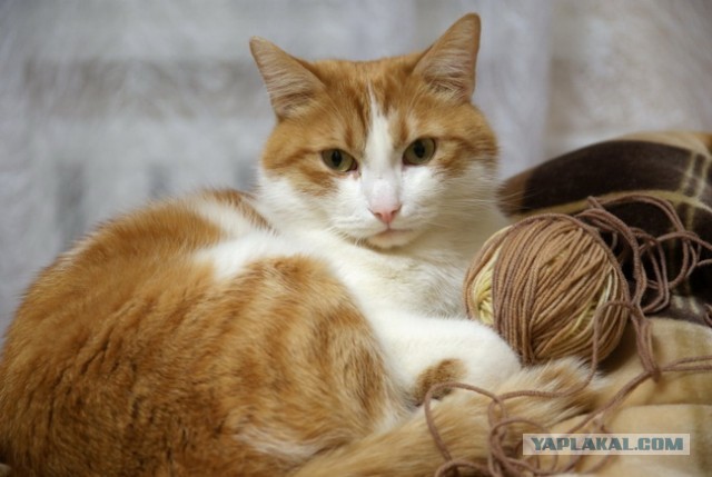 Хоба! Котовторник!
