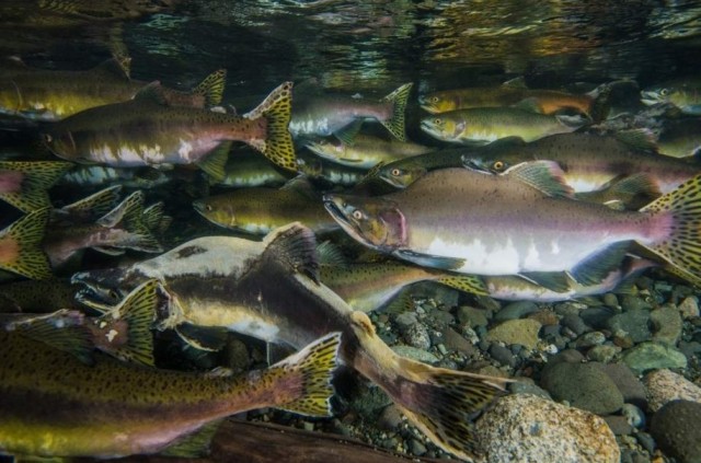 В Норвегии Александр поймал 35 русских лососей, которые могут стать угрозой для норвежских нерестовых рек