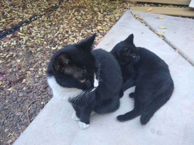 Коты в США - 3
