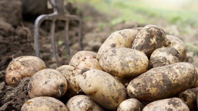 Картофельный заговор: почему на российских полях не родится картошка