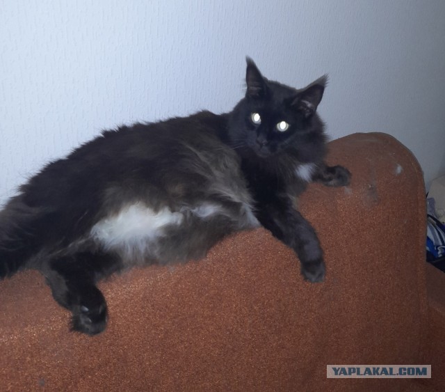 Кот Мейн-кун: царь домашних кошек!