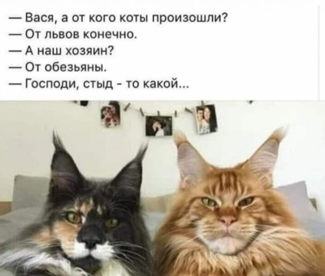 Чихуахуята