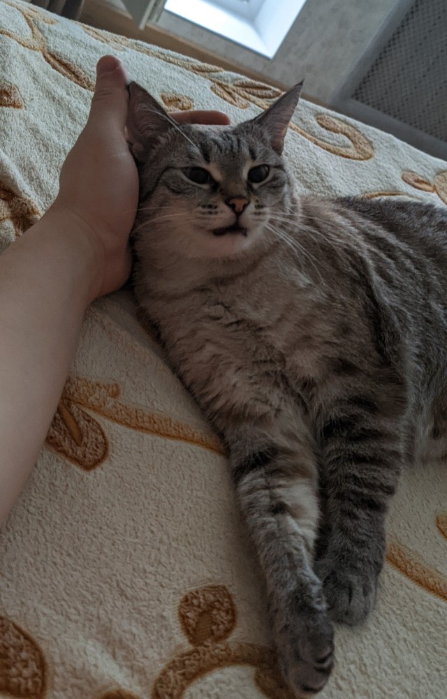 Котовторник! Пара фоток суровых котов.