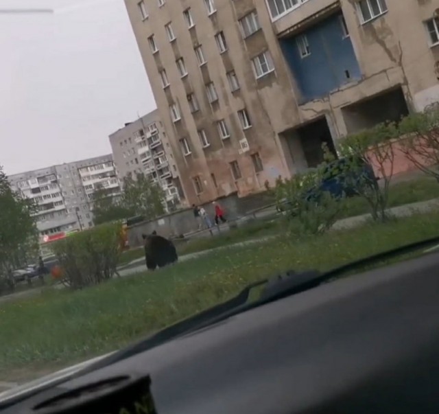 Мишки в Якутии, вблизи п. Чернышевский