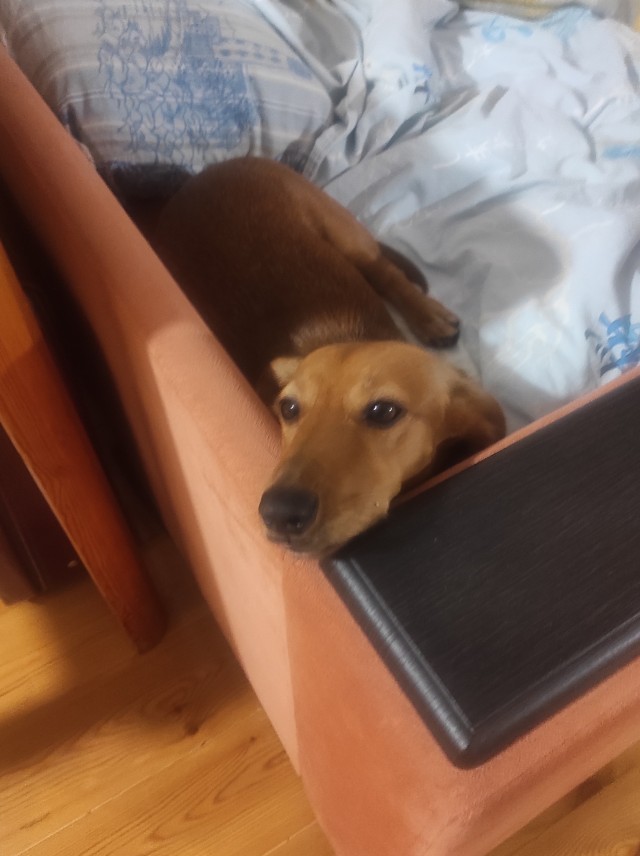 Собакочетверг...