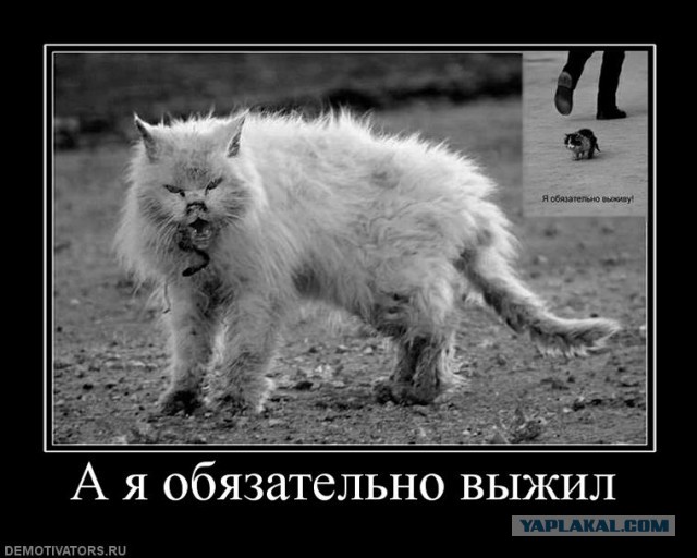 Майдан, годовщина