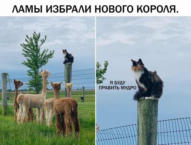 Картинки и мемы, всем хороших выходных