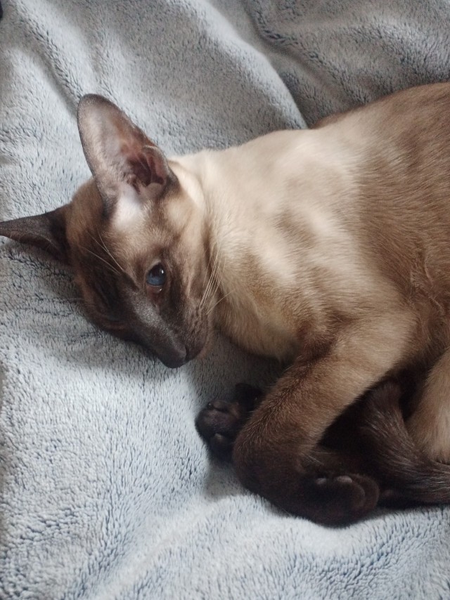 Коты-работяги