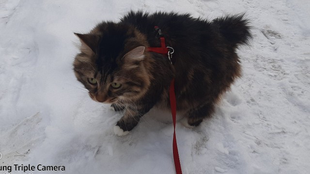 Сегодня всемирный день кошек!