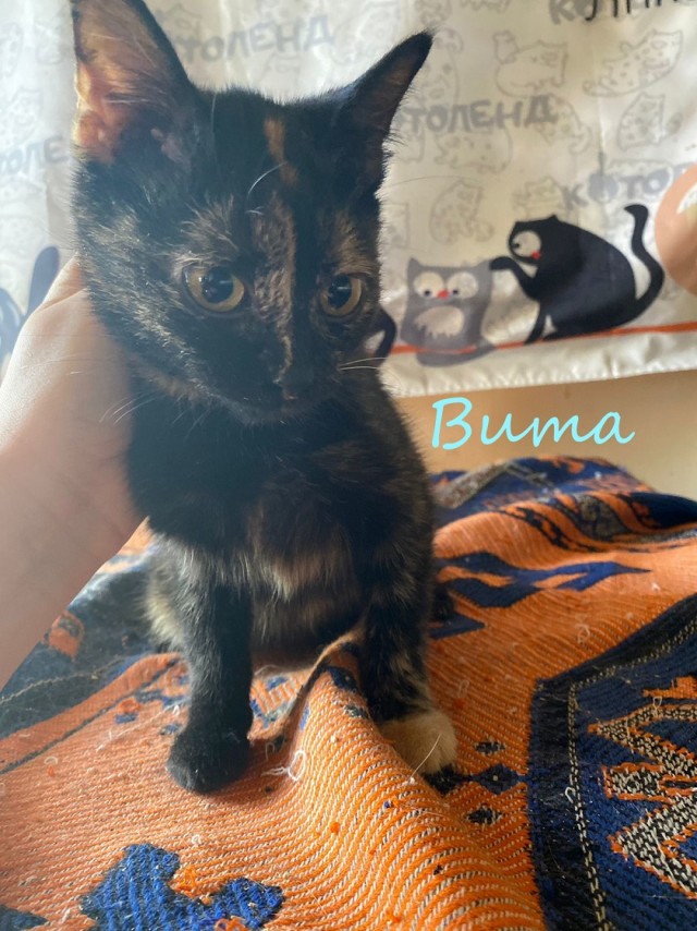 Жизнь домашнего приюта "Котоленд" 378