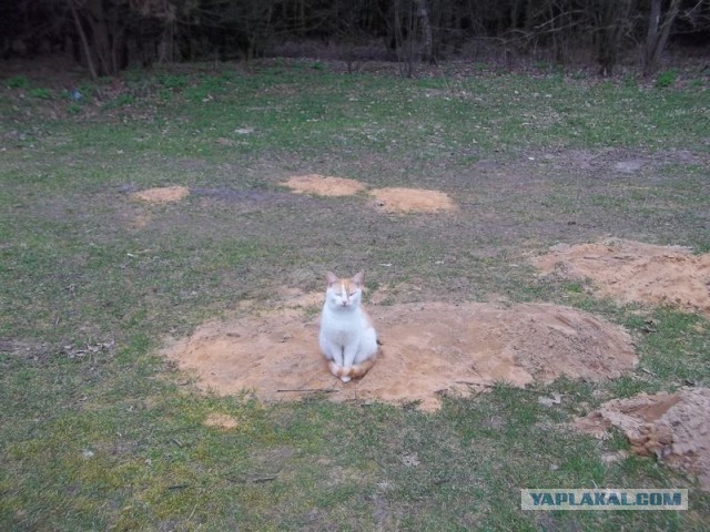 Жизнь домашнего приюта для котеек 441