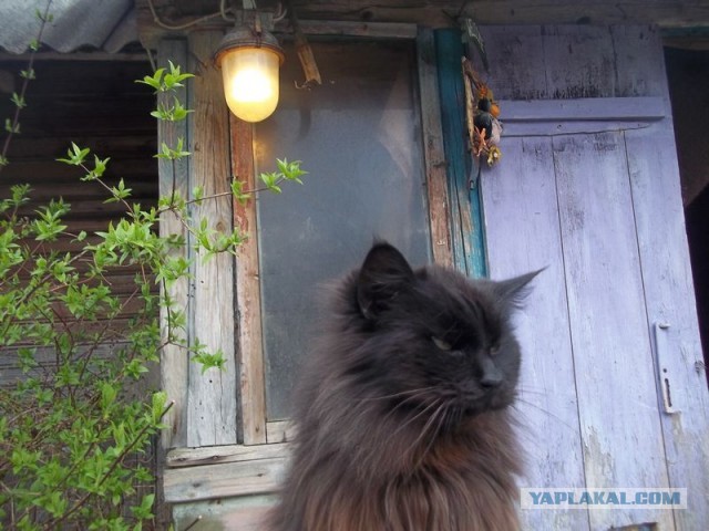 Жизнь домашнего приюта для котеек 443