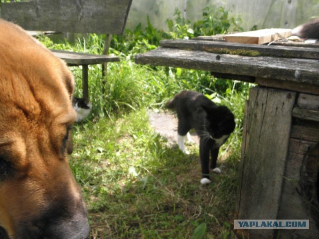 Жизнь домашнего приюта для котеек 453