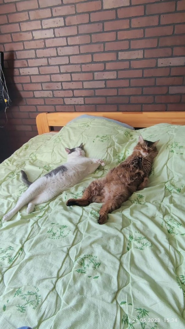Походу мой кот бухает втихаря