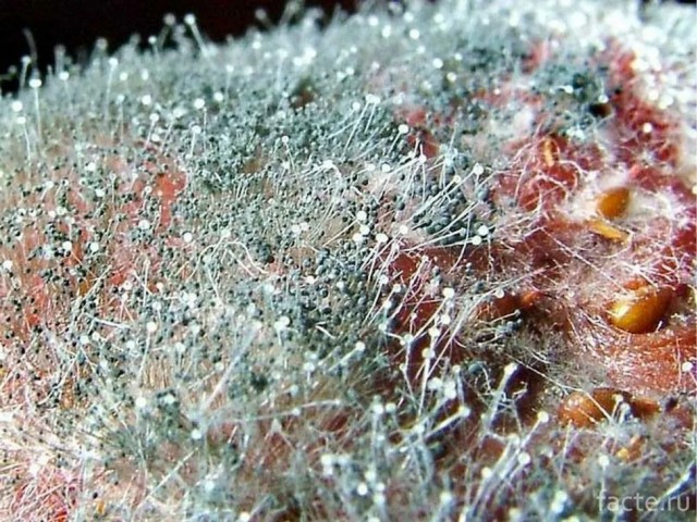 Селёдка под шубой? Ха! Прошлый век. Встречайте