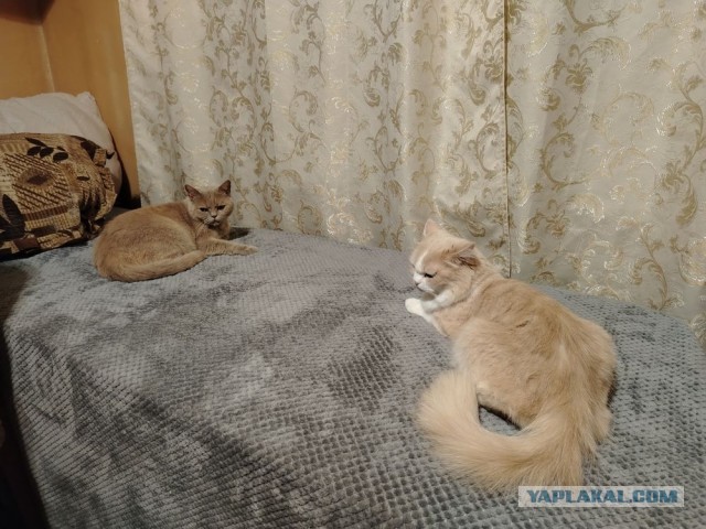 Как зовут вашего кота?