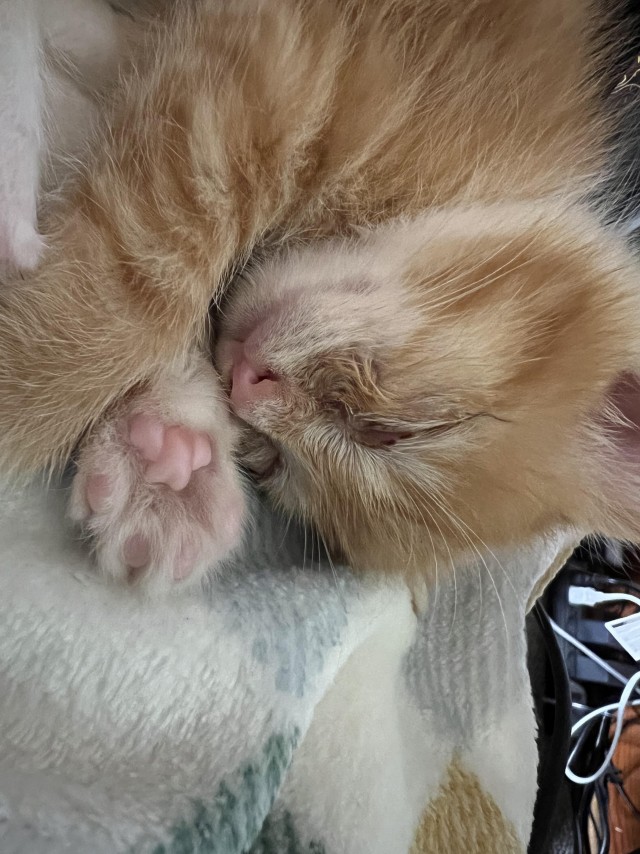 Нашли месячного котёнка