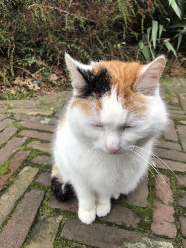 Самая общительная и любимая кошка нашего маленького голландского городка