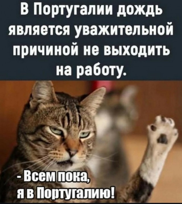 Веселые картинки к четвергу (03.10)