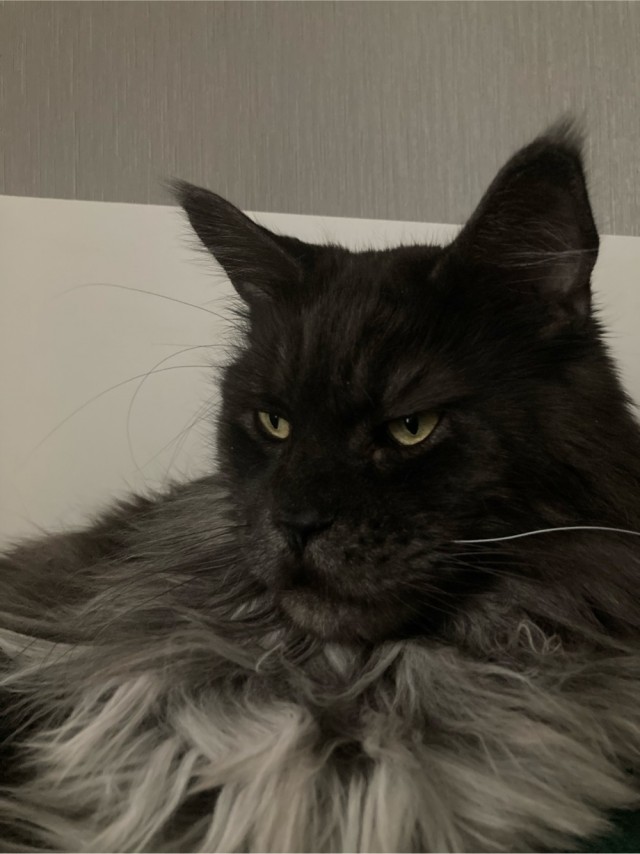 Котовторник! Успел!)