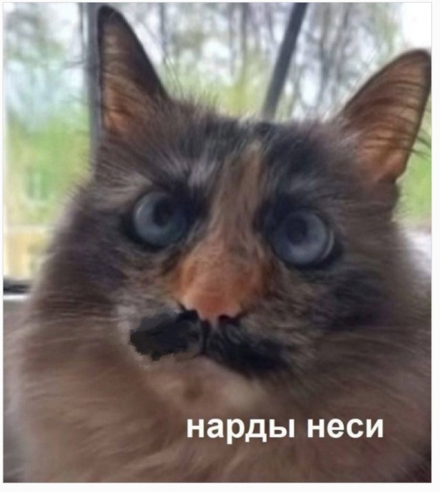 Нефотогеничный кот